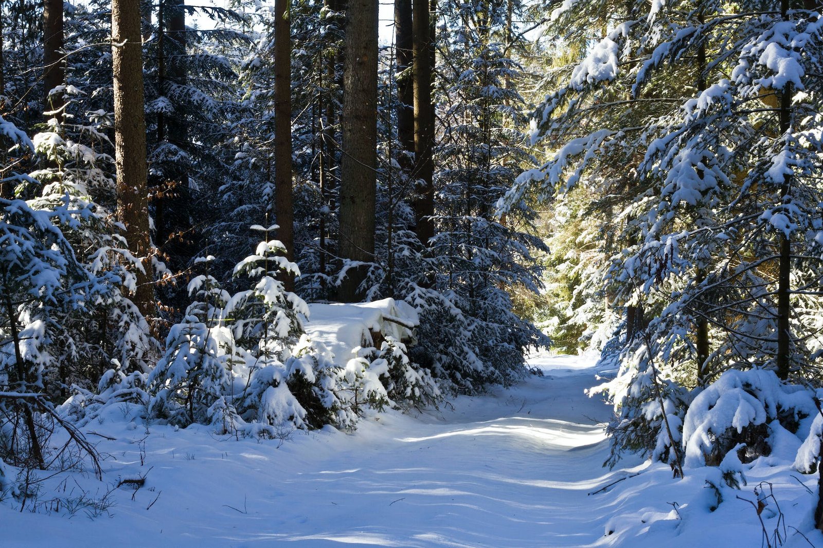 a path in the forest covered in snow