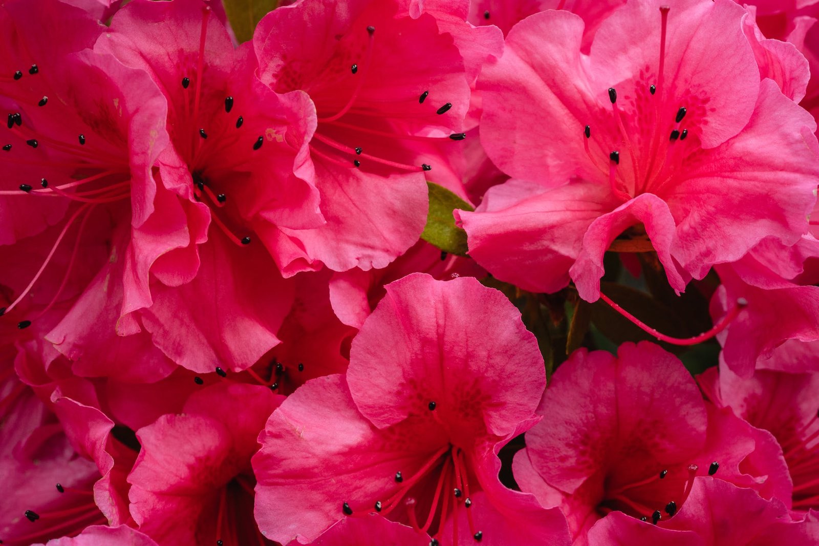 close up photo of pink rhododendron flowers